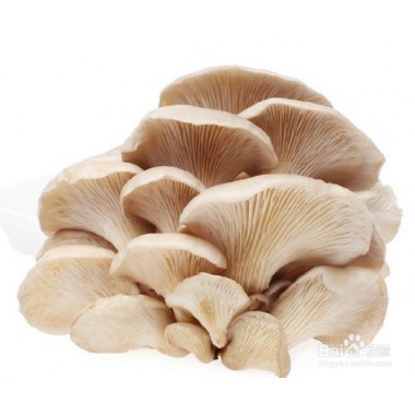  平菇（約500g） 