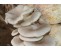 http://www.jamesstamp.net/image/cache/data/shengxian/shucai/58-380x380.jpg